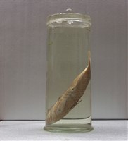 藏品(藍點鸚哥魚)的圖片